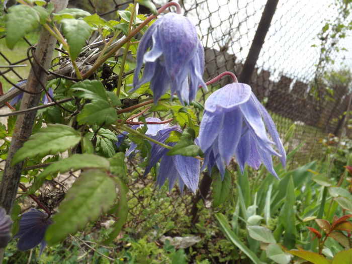 DSCF6510 - gradina 12 aprilie 2014