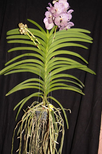 Cea mai frumoasa dintre frumoase! - 0 Orhidee Vanda exclusiviste