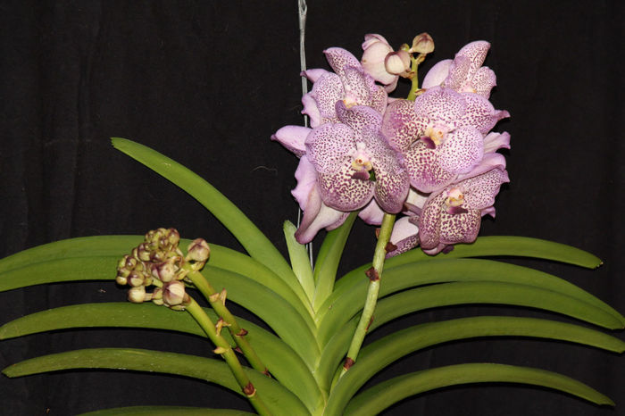 IMG_7173 - 0 Orhidee Vanda exclusiviste