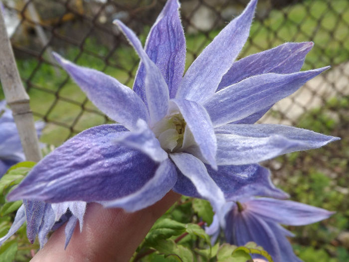 DSCF6520 - gradina 12 aprilie 2014