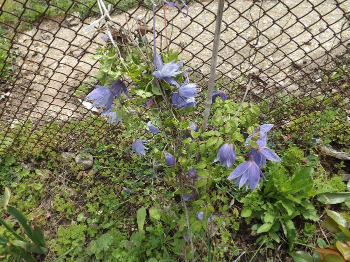 DSCF6521 - gradina 12 aprilie 2014