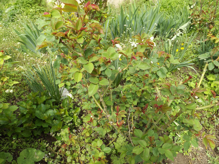 DSCF6532 - gradina 12 aprilie 2014