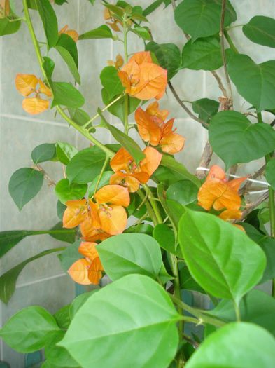 DSC07742 - FLORI 2014