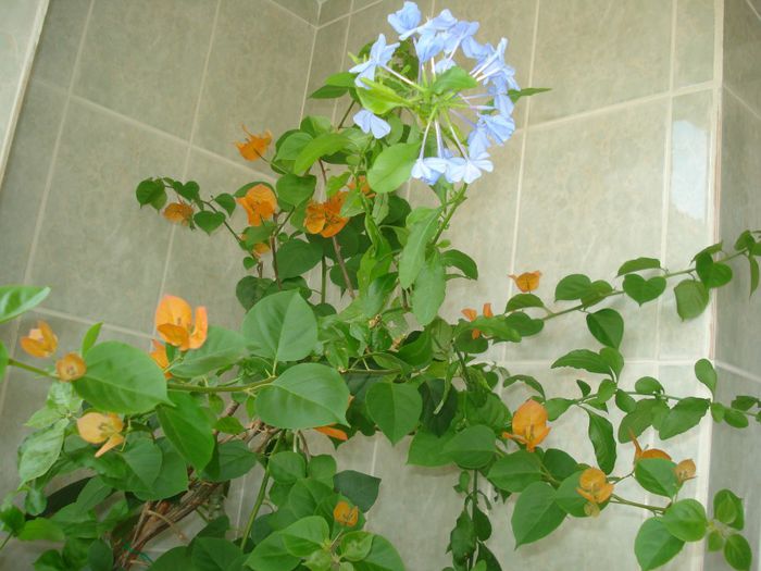 DSC07734