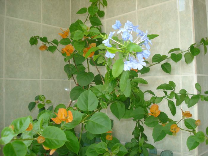 DSC07735