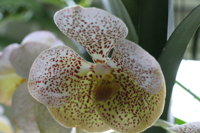 IMG_6740 - Vanda