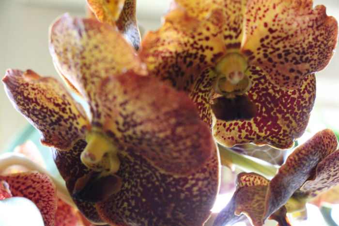 IMG_6750 - Vanda