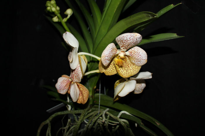 IMG_6751 - Vanda