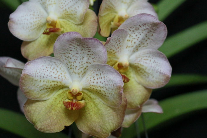 IMG_6763 - Vanda