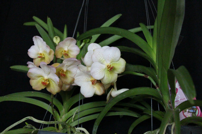 IMG_6768 - Vanda