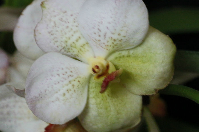 IMG_6769 - Vanda