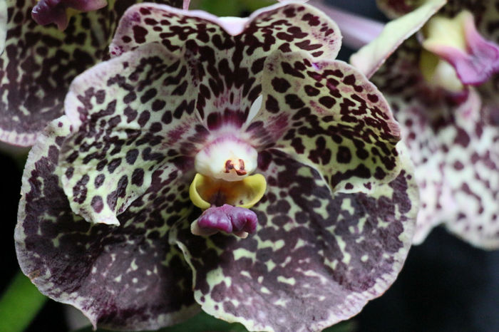 IMG_6805 - Vanda