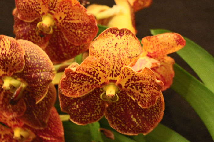 IMG_6834 - Vanda