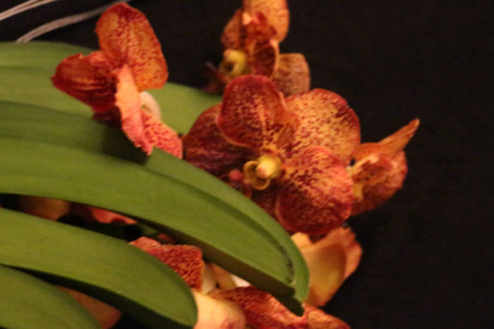 IMG_6840 - Vanda