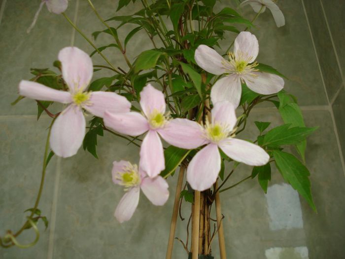 DSC07770