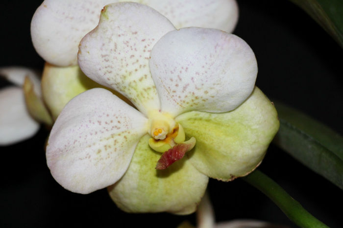 IMG_7010 - Vanda