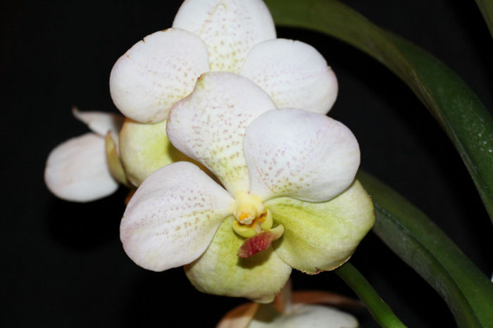 IMG_7013 - Vanda