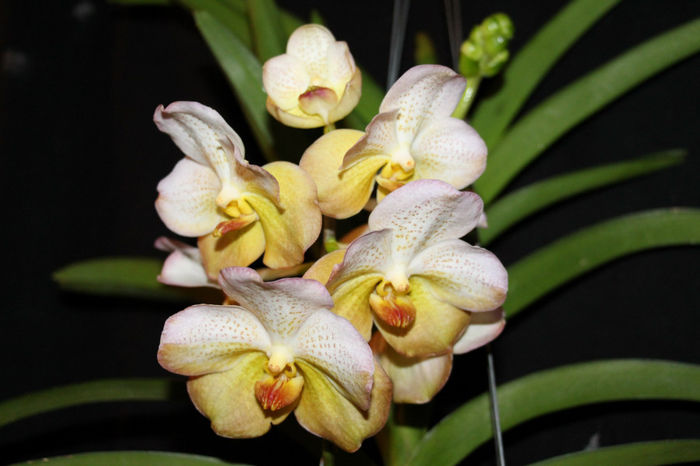 IMG_7014 - Vanda