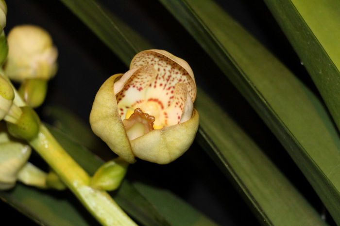 IMG_7031 - Vanda
