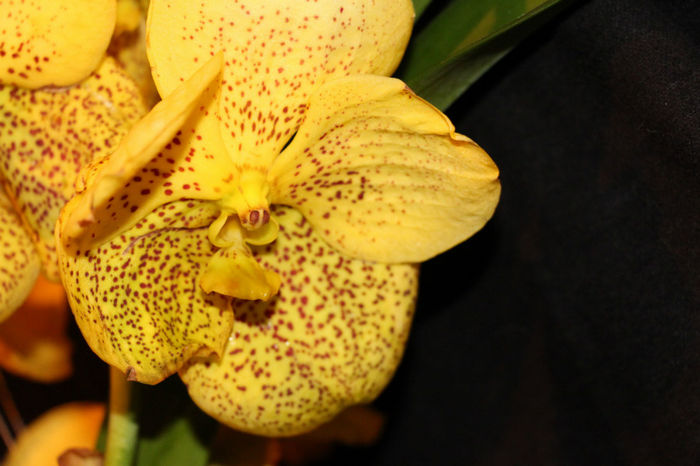IMG_7049 - Vanda
