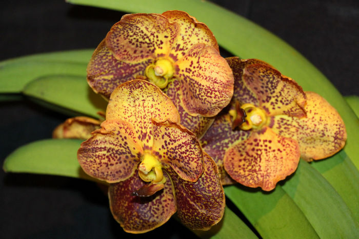 IMG_7054 - Vanda