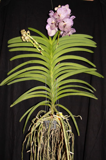 IMG_7169 - Vanda
