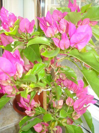 DSC07727 - BOUGAINVILLEA