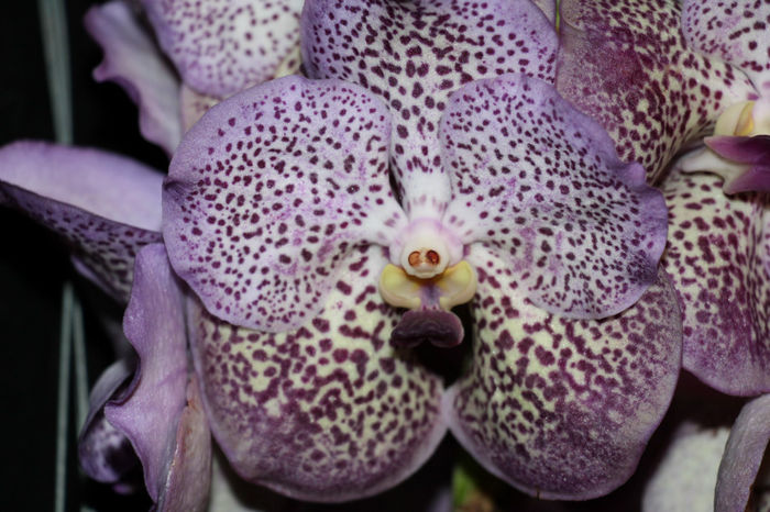 IMG_7177 - Vanda