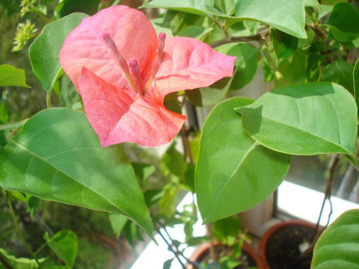 DSC07737 - BOUGAINVILLEA