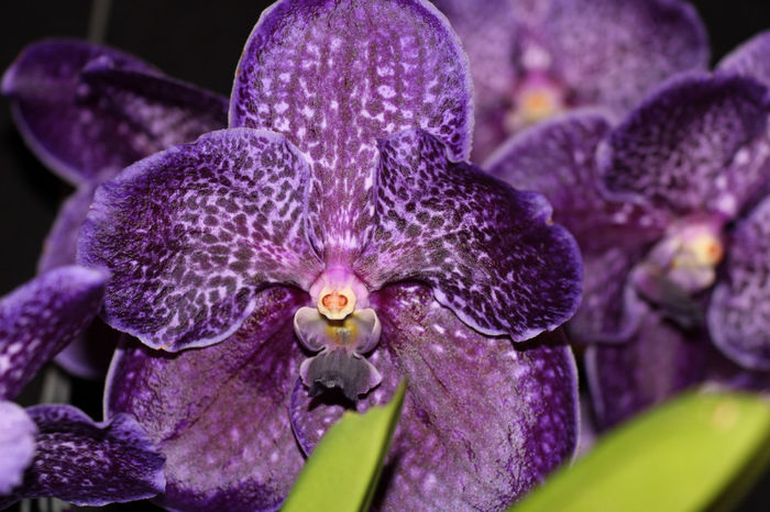 IMG_7191 - Vanda