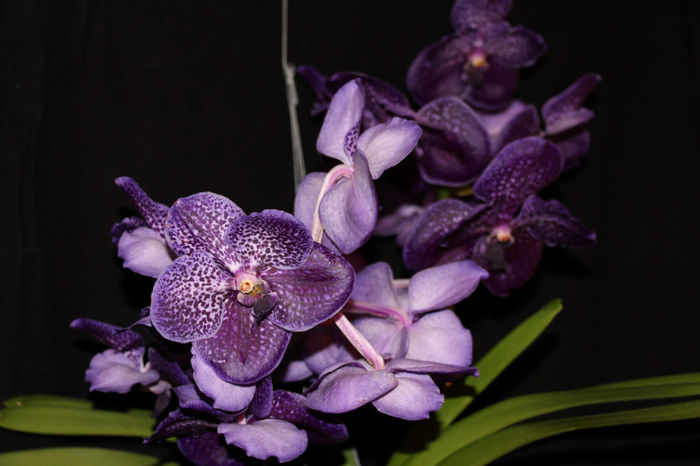 IMG_7192 - Vanda