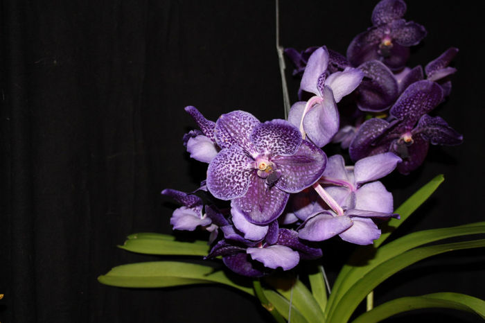 IMG_7193 - Vanda