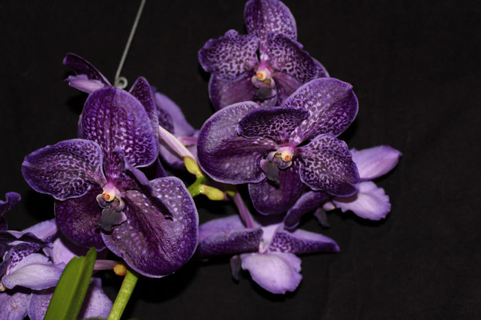 IMG_7195 - Vanda