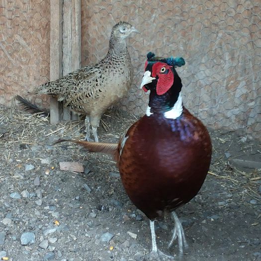 20140404_182126 - Phasianus colchicus - fazanul de vanatoare