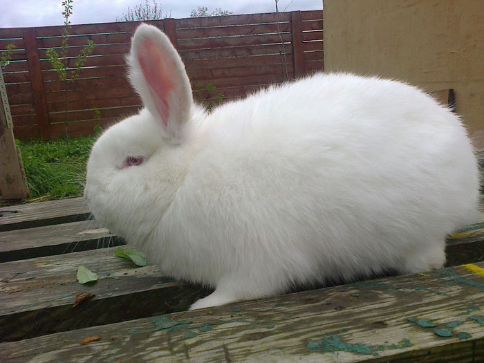 Femela la 4,5 luni - FEMELA 2 NEO