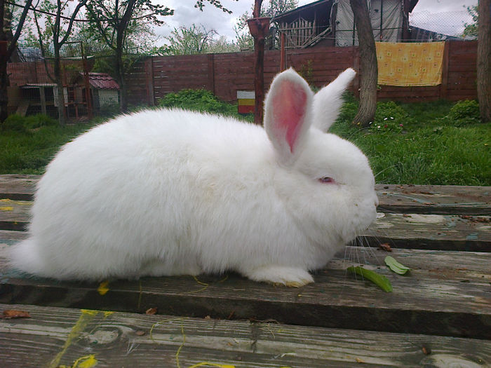 Femela la 4,5 luni - FEMELA 2 NEO