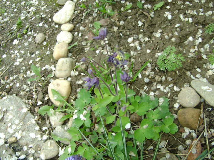 flori 037