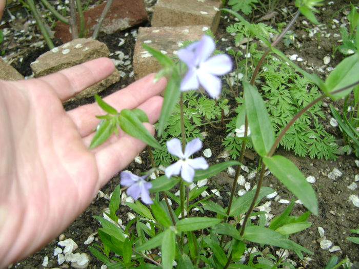 flori 033