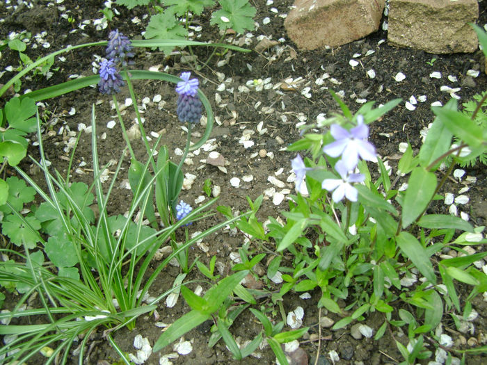 flori 036