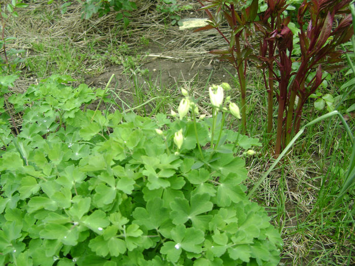 flori 043