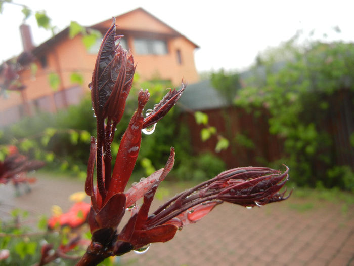 Acer Crimson Sentry (2014, April 10)