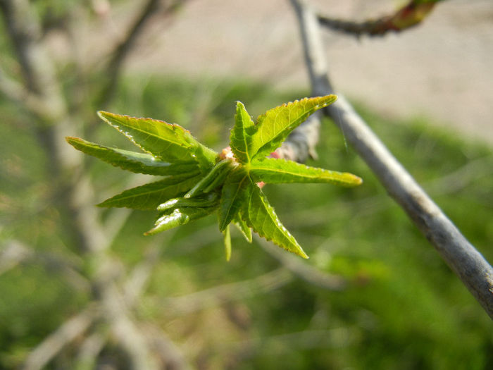 Liquidambar styraciflua (2014, April 04)