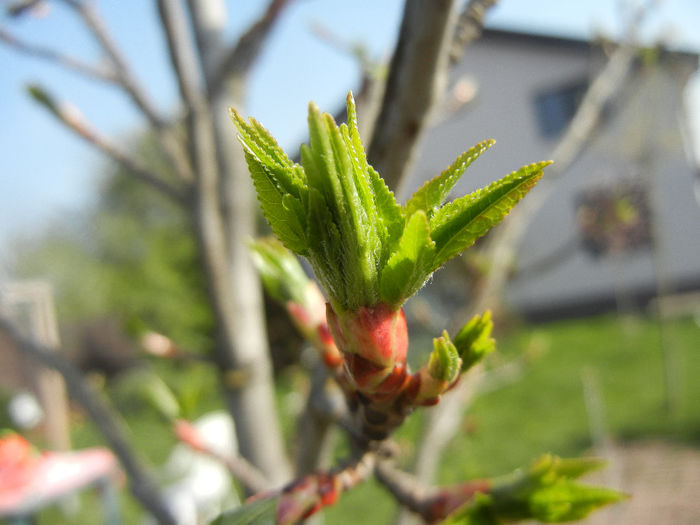 Liquidambar styraciflua (2014, April 04)