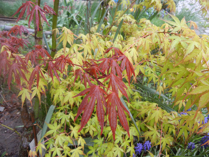 Acer Bloodgood & Katsura (2014, Apr.10) - Acer palmatum_Japanese Maples