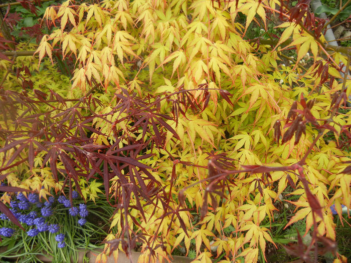 Acer Katsura & Bloodgood (2014, April 11) - Acer palmatum_Japanese Maples