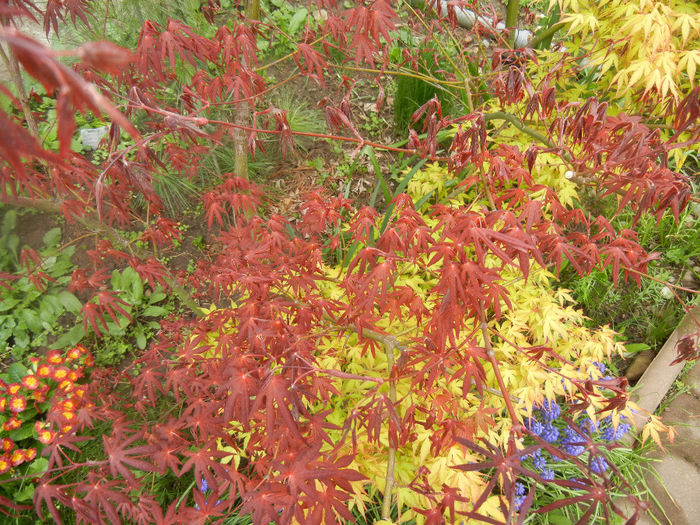 Acer Bloodgood & Katsura (2014, Apr.11) - Acer palmatum_Japanese Maples