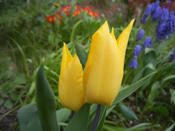 Tulipa Flashback (2014, April 07)