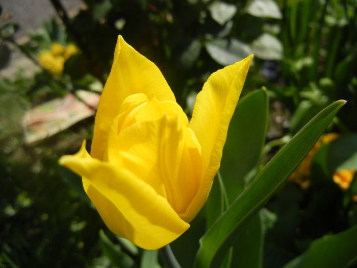 Tulipa Flashback (2014, April 08) - Tulipa Flashback