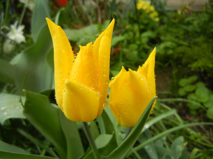 Tulipa Flashback (2014, April 10)