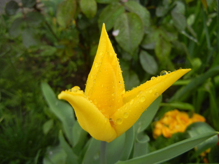 Tulipa Flashback (2014, April 10) - Tulipa Flashback